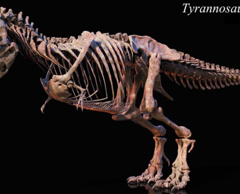 Tour Geologici o Paleontologici